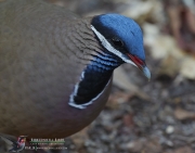 Blue-headed Quail-dove