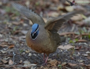 Blue-headed Quail-dove