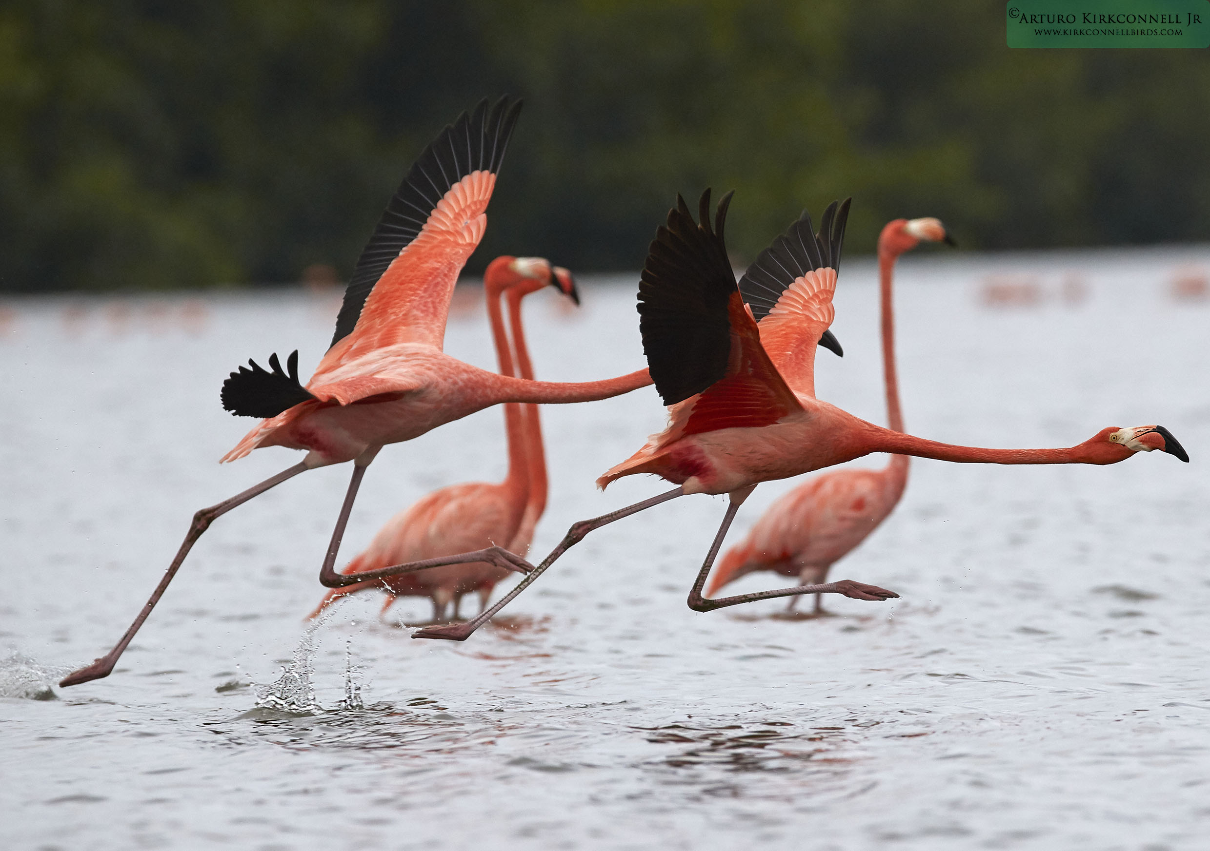 American Flamingo - Guanaroca Cienfuegos